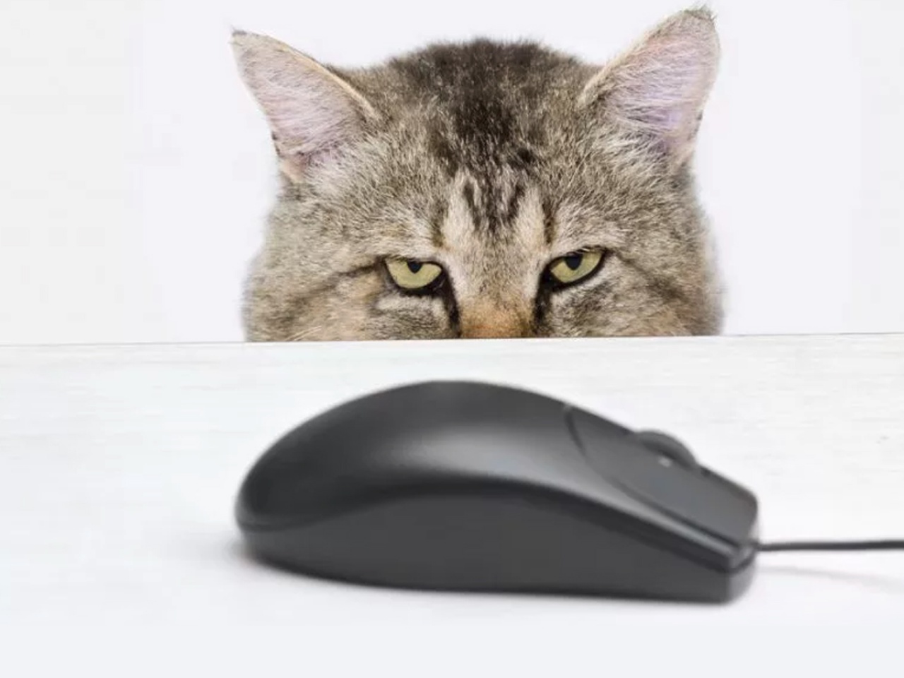 Онлайн-курс компьютерной грамотности